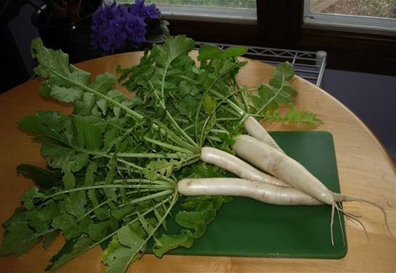 Салат из дайкона с кунжутными семечками Салат из дайкона с кунжутными семечками