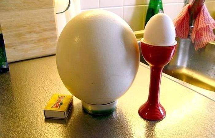 Рецепт Яичница из страусиного яйца шаг-1