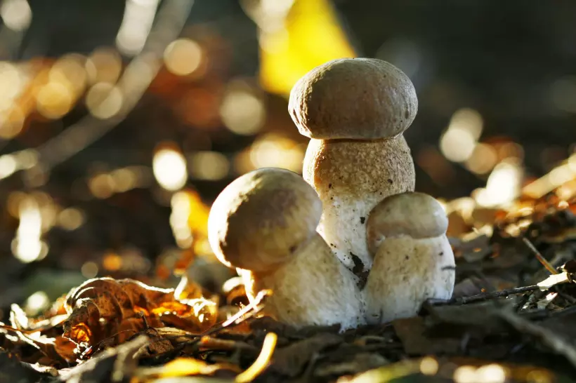 Состав грибов: белки, жиры, углеводы, калорийность