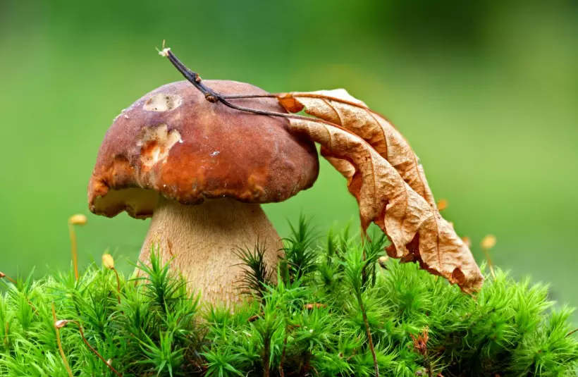 Сезон грибов: блюда и заготовки