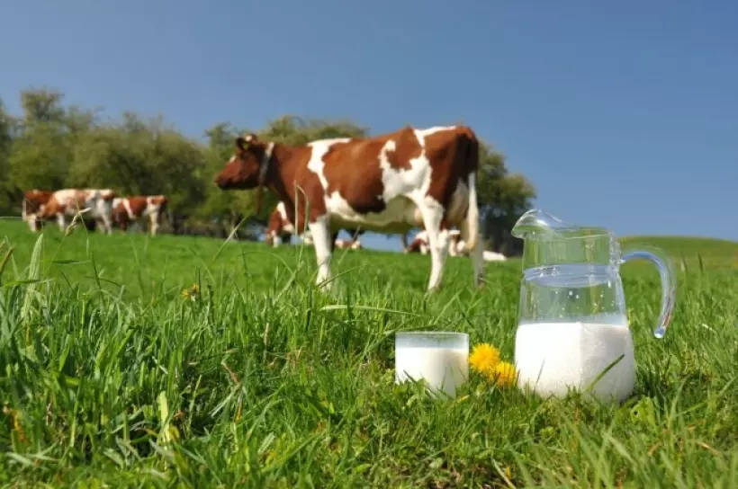 Молоко содержит антибиотики